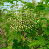 Sambucus nigra grown by New Wood Trees