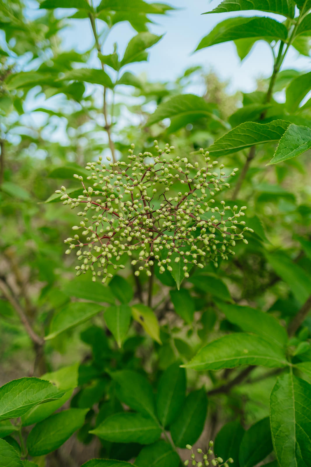 Sambucus nigra grown by New Wood Trees