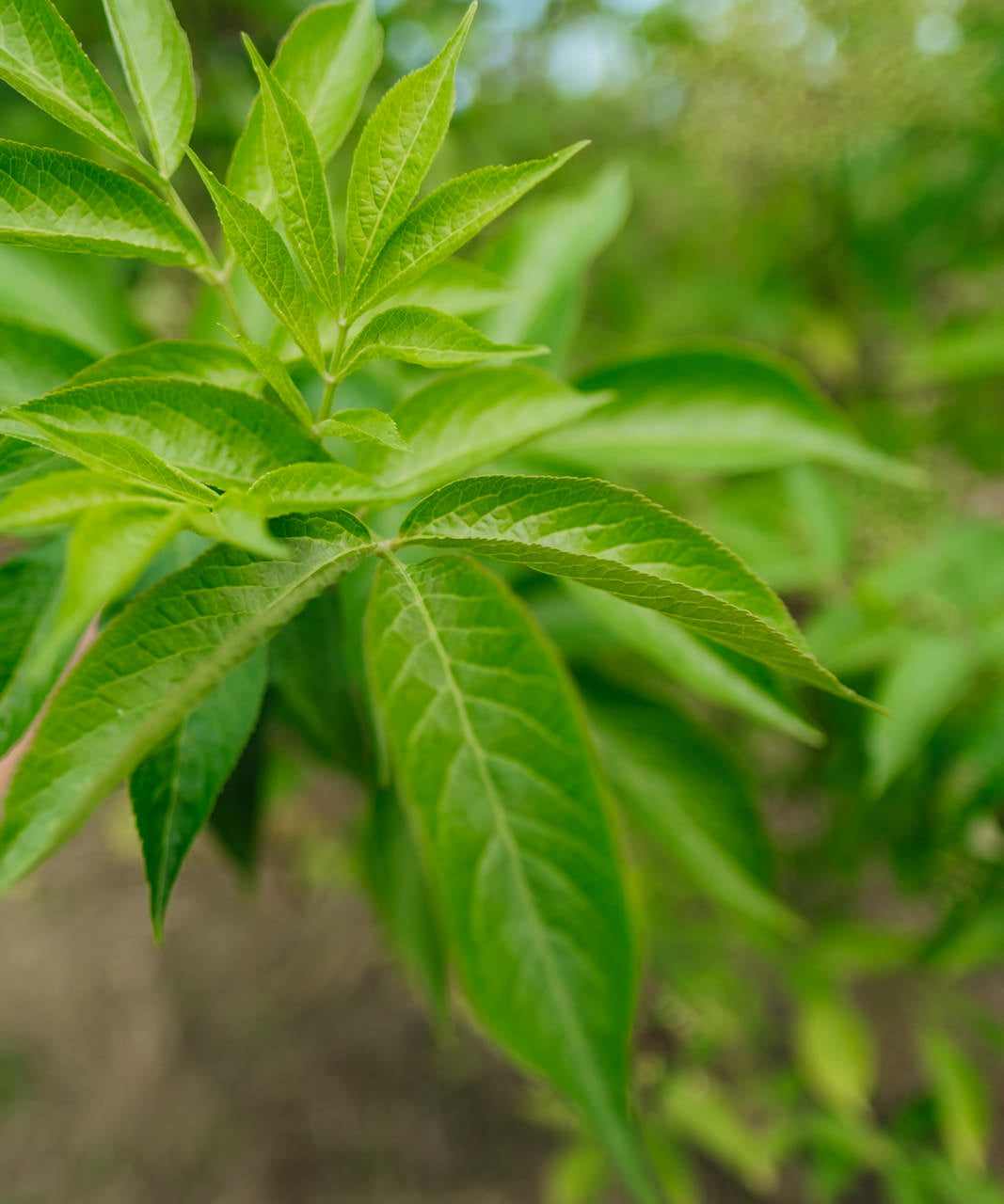 Sambucus nigra grown by New Wood Trees