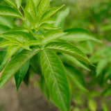 Sambucus nigra grown by New Wood Trees