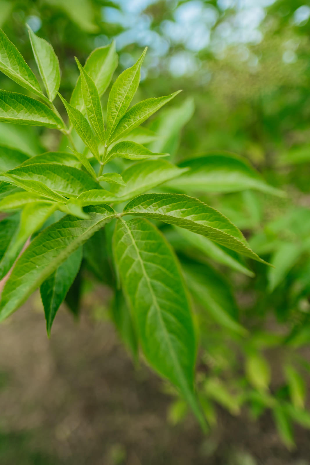 Sambucus nigra grown by New Wood Trees