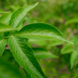 Sambucus nigra grown by New Wood Trees