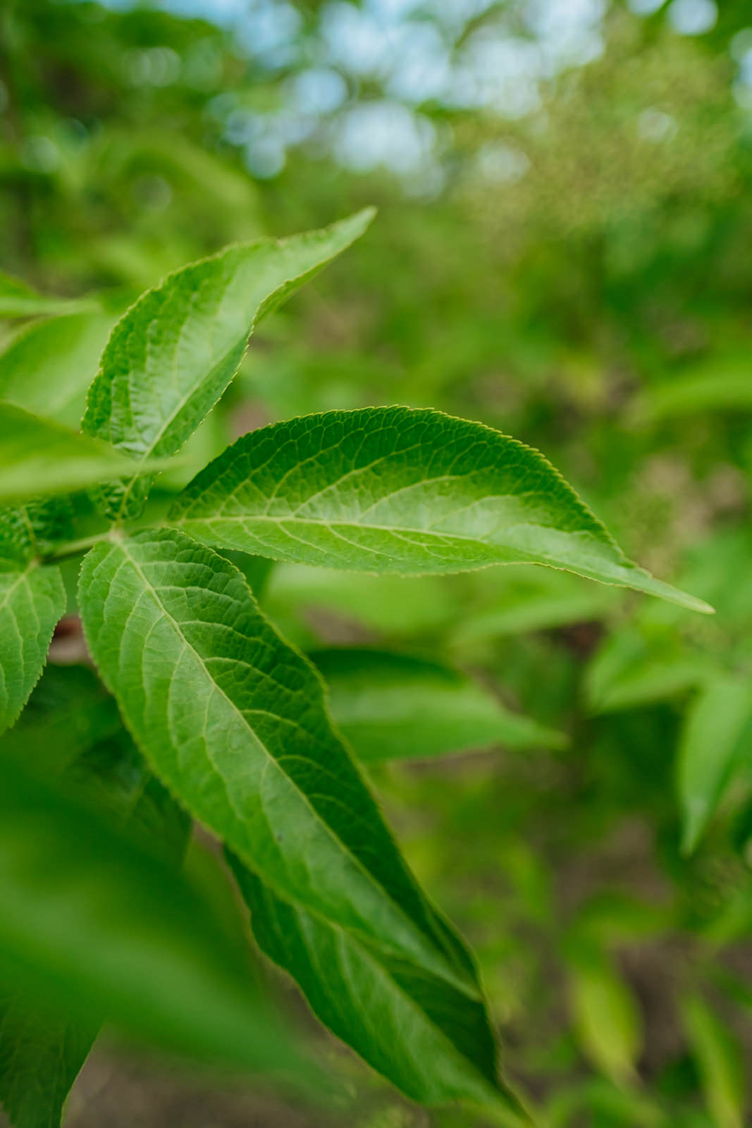 Sambucus nigra grown by New Wood Trees