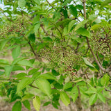 Sambucus nigra grown by New Wood Trees
