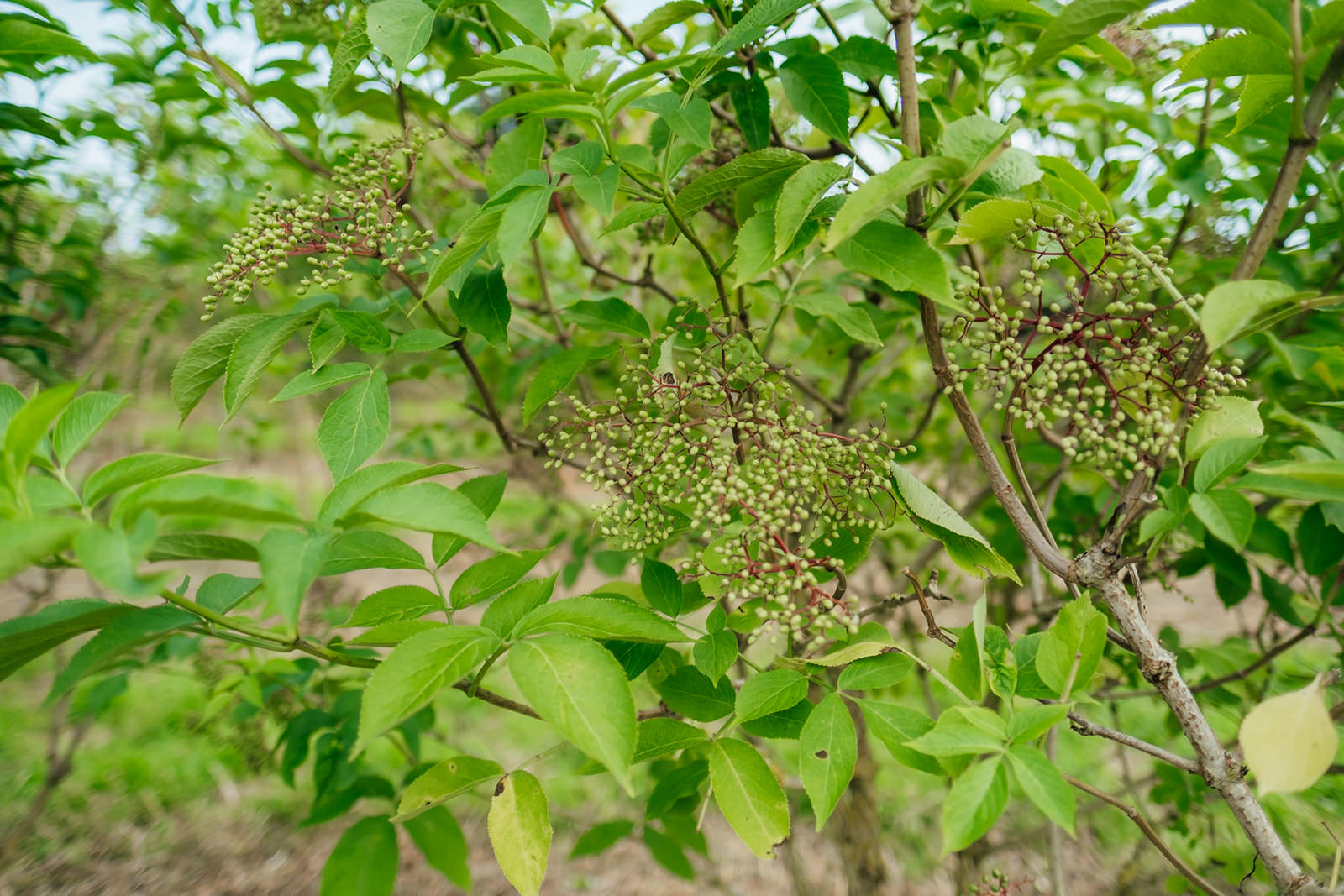 Sambucus nigra grown by New Wood Trees