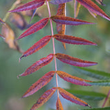 Sorbus aucuparia 1 1 1663x2491 1