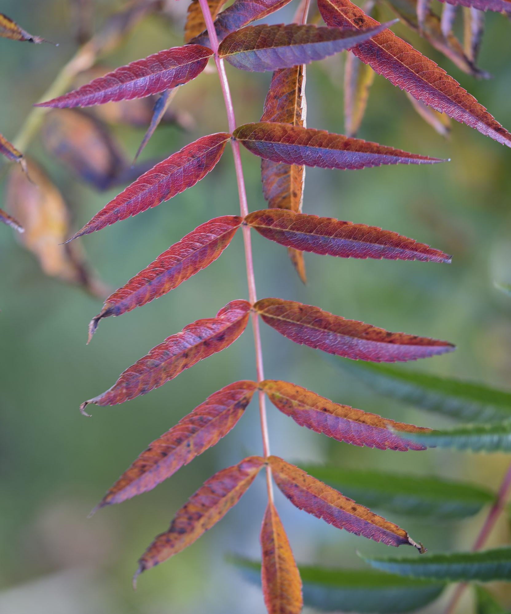 Sorbus aucuparia 1 1 1663x2491 1