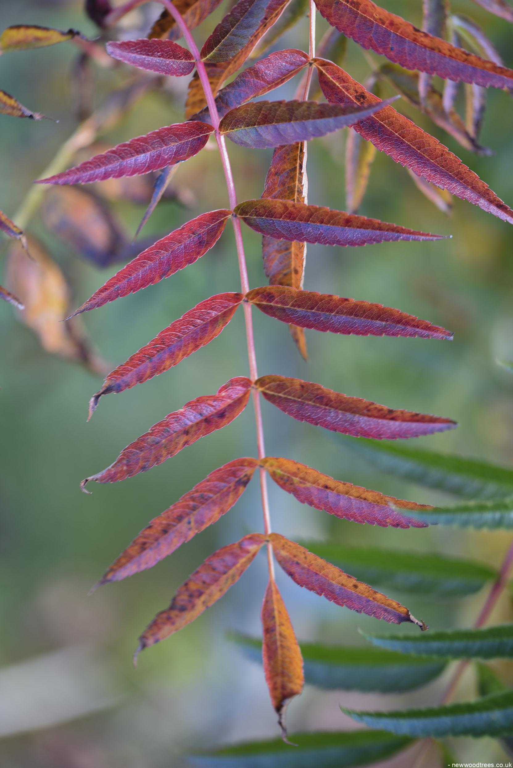 Sorbus aucuparia 1 1 1663x2491 1