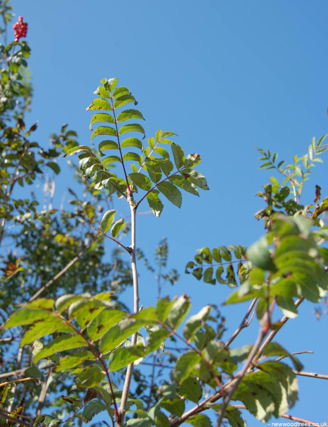 Sorbus aucuparia 1152x1500 1