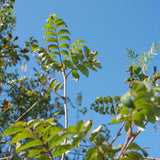 Sorbus aucuparia 1152x1500 1