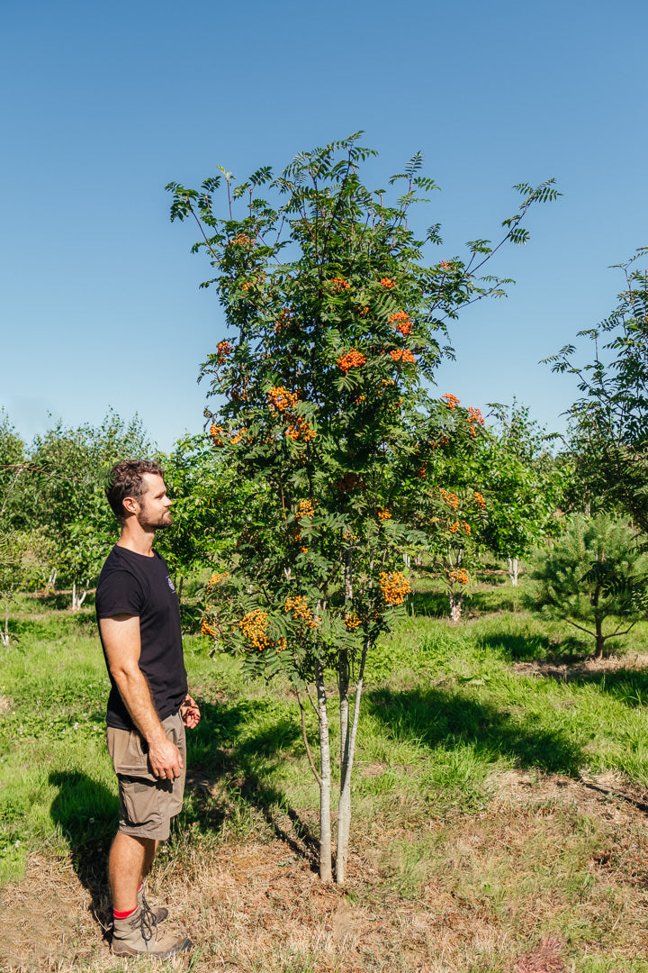 Sorbus aucuparia New Wood Trees 25 26 0002 Edit