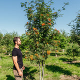Sorbus aucuparia New Wood Trees 25 26 0002 Edit