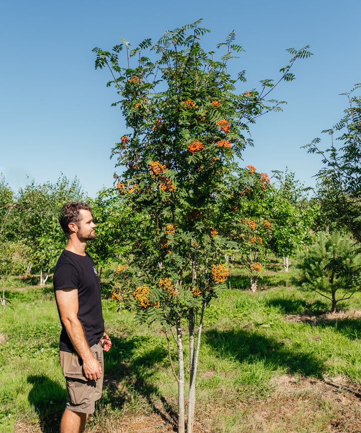 Sorbus aucuparia New Wood Trees 25 26 0002 Edit