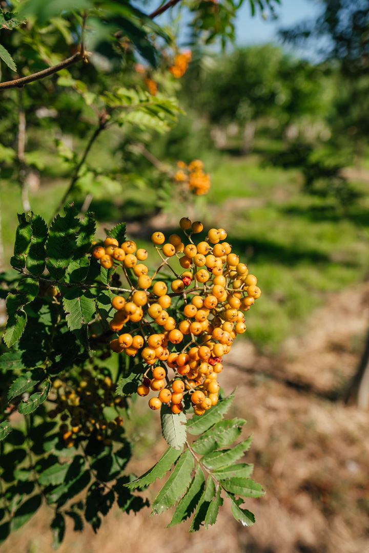 Sorbus aucuparia New Wood Trees 25 26 0004
