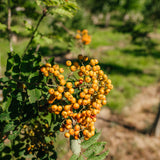 Sorbus aucuparia New Wood Trees 25 26 0004