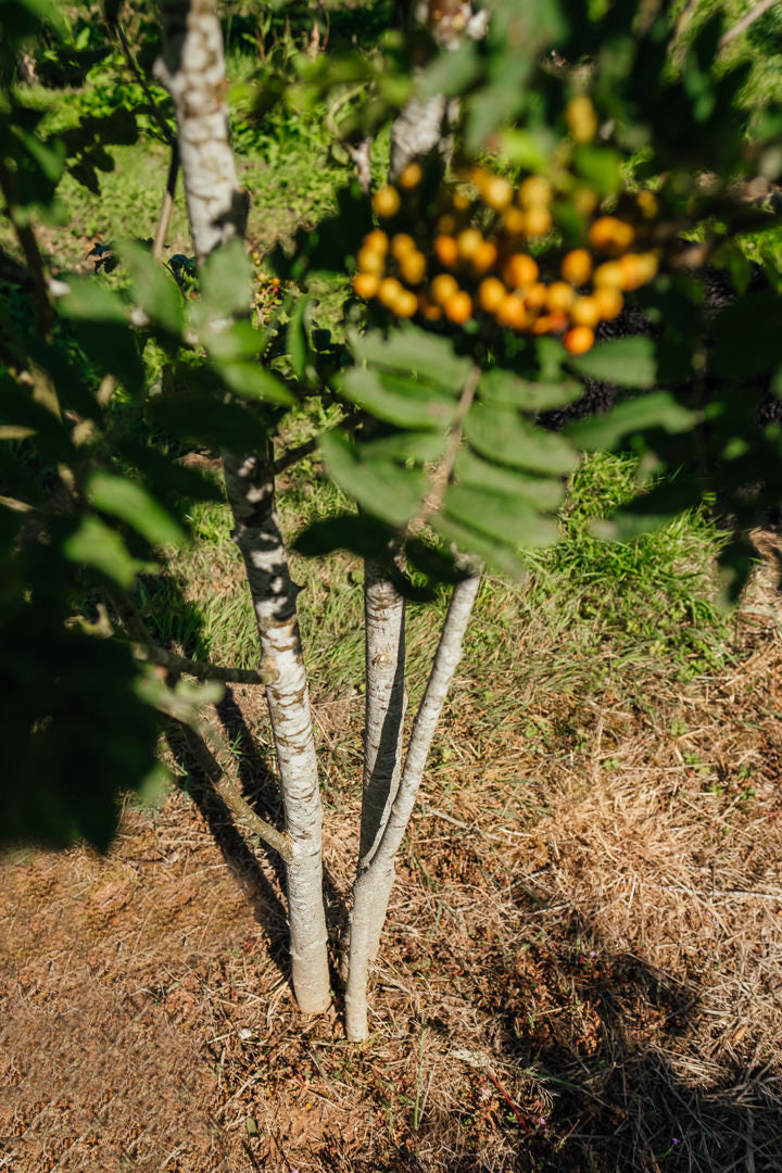 Sorbus aucuparia New Wood Trees 25 26 0006 Edit