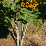 Sorbus aucuparia New Wood Trees 25 26 0006 Edit