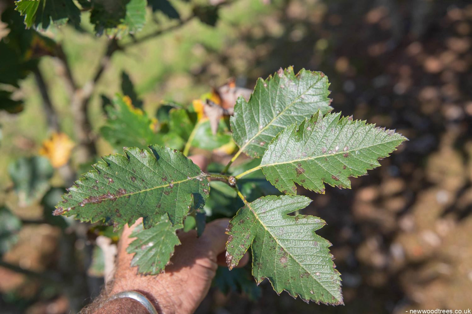 Sorbus intermedia 1500x1001 1