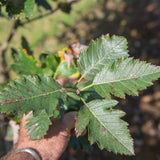 Sorbus intermedia 1500x1001 1