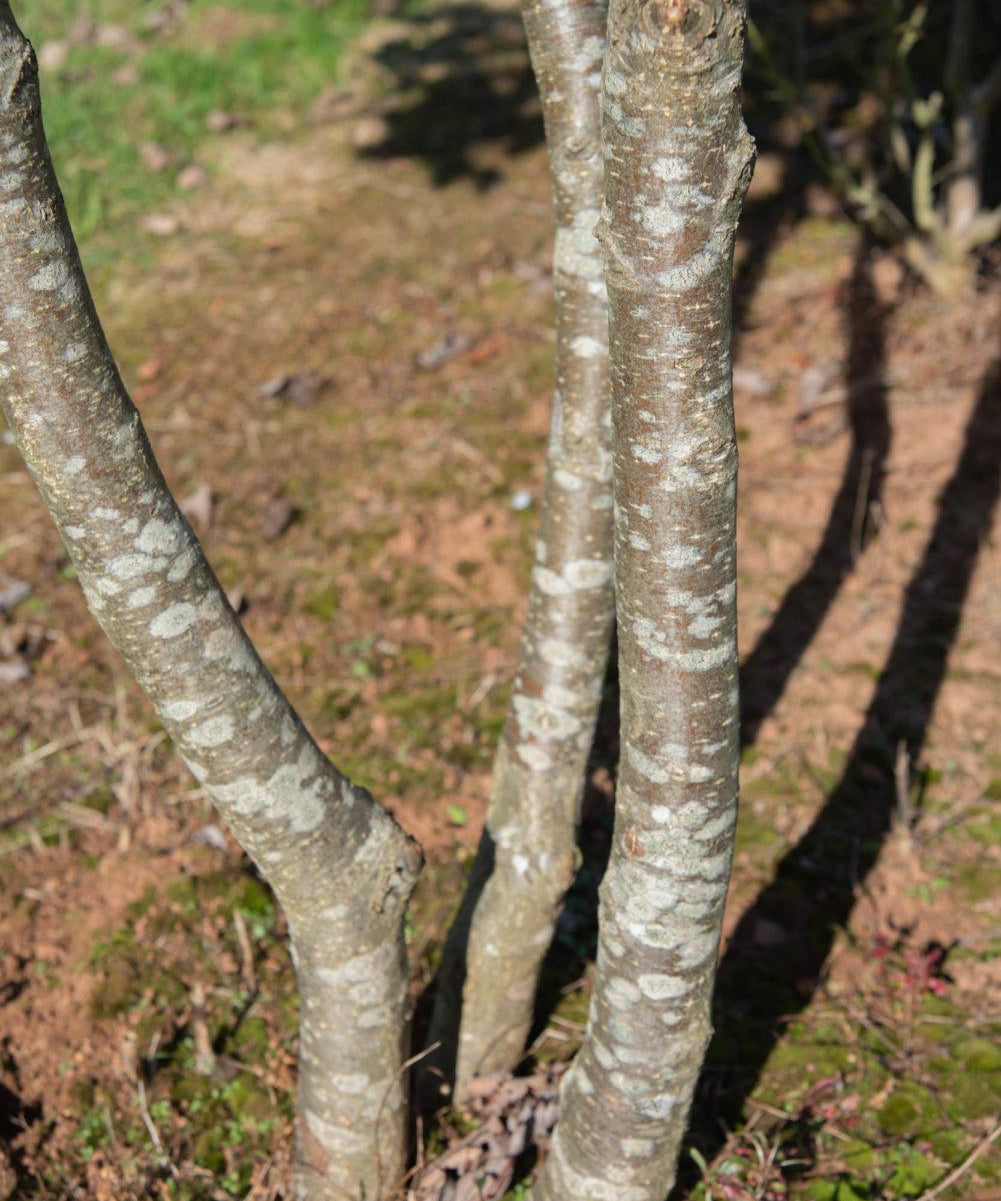 Sorbus intermedia 2 1001x1500 1
