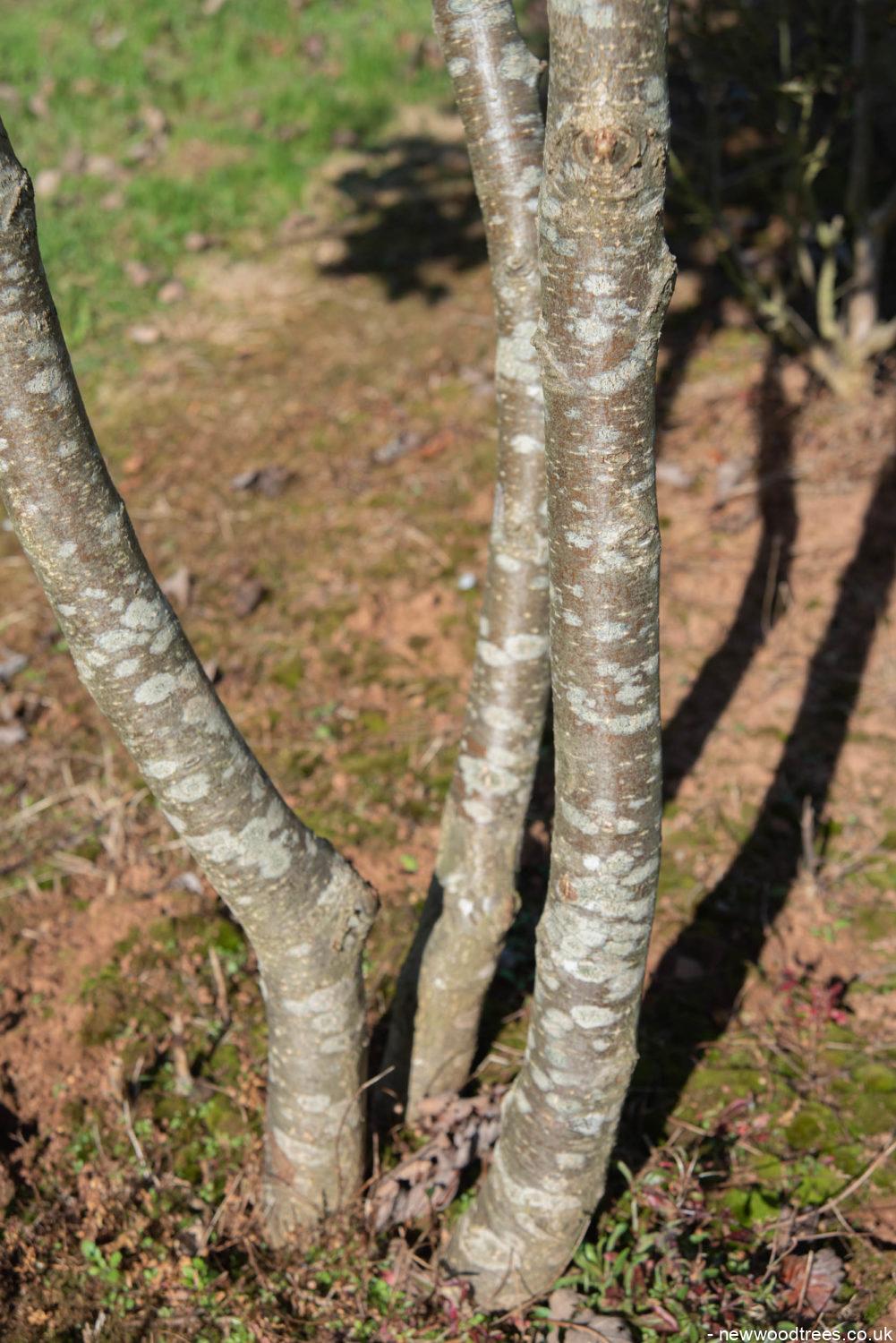 Sorbus intermedia 2 1001x1500 1