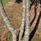Sorbus intermedia 2 1001x1500 1