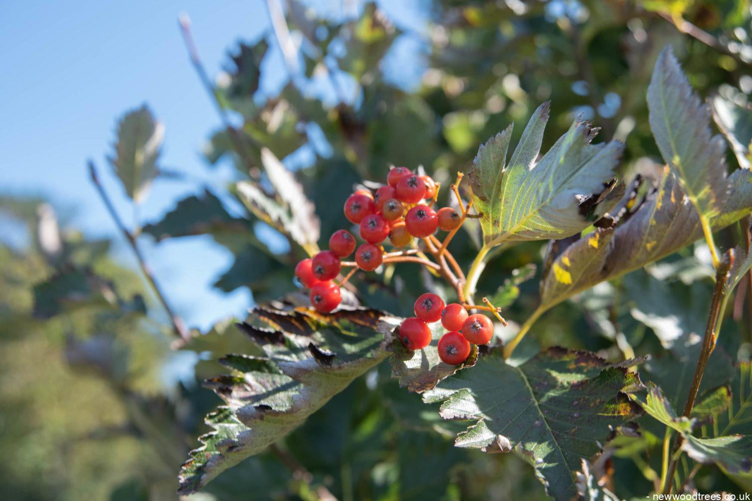 Sorbus intermedia 3 1500x1001 1