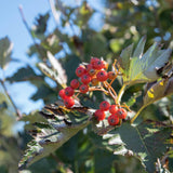 Sorbus intermedia 3 1500x1001 1