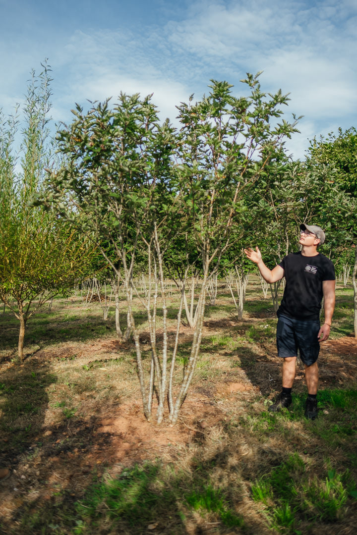 Sorbus intermedia NWT Products 25 26 0002