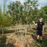 Sorbus intermedia NWT Products 25 26 0002