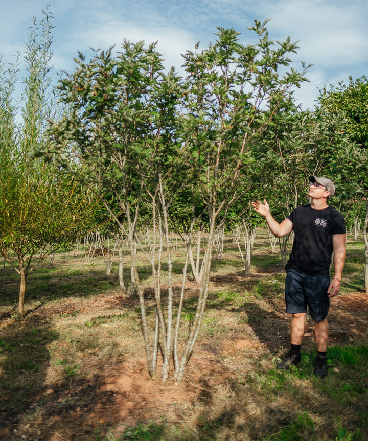 Sorbus intermedia NWT Products 25 26 0002