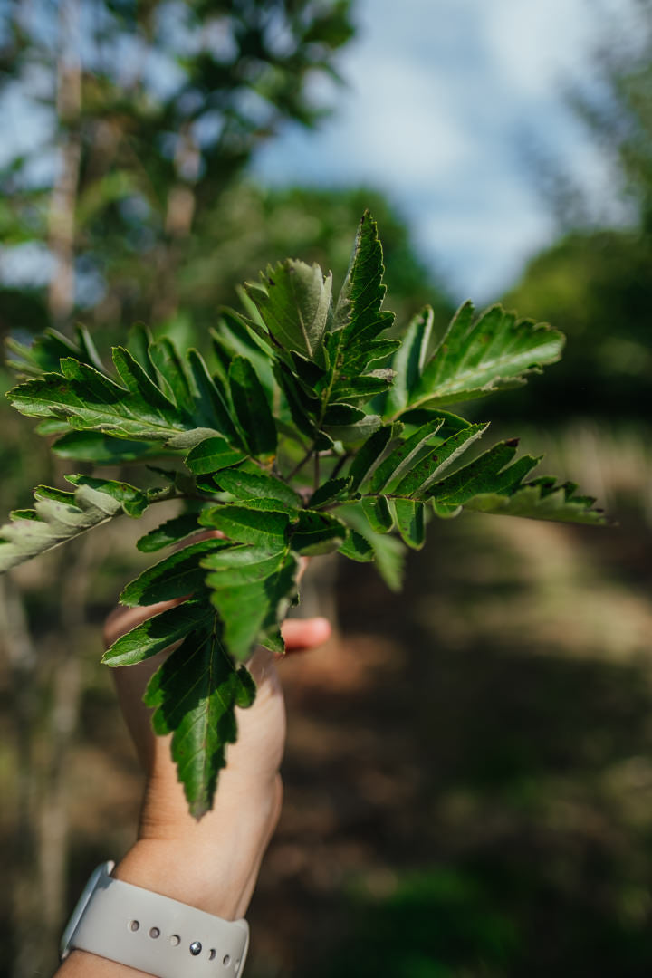 Sorbus intermedia NWT Products 25 26 0007