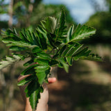 Sorbus intermedia NWT Products 25 26 0007