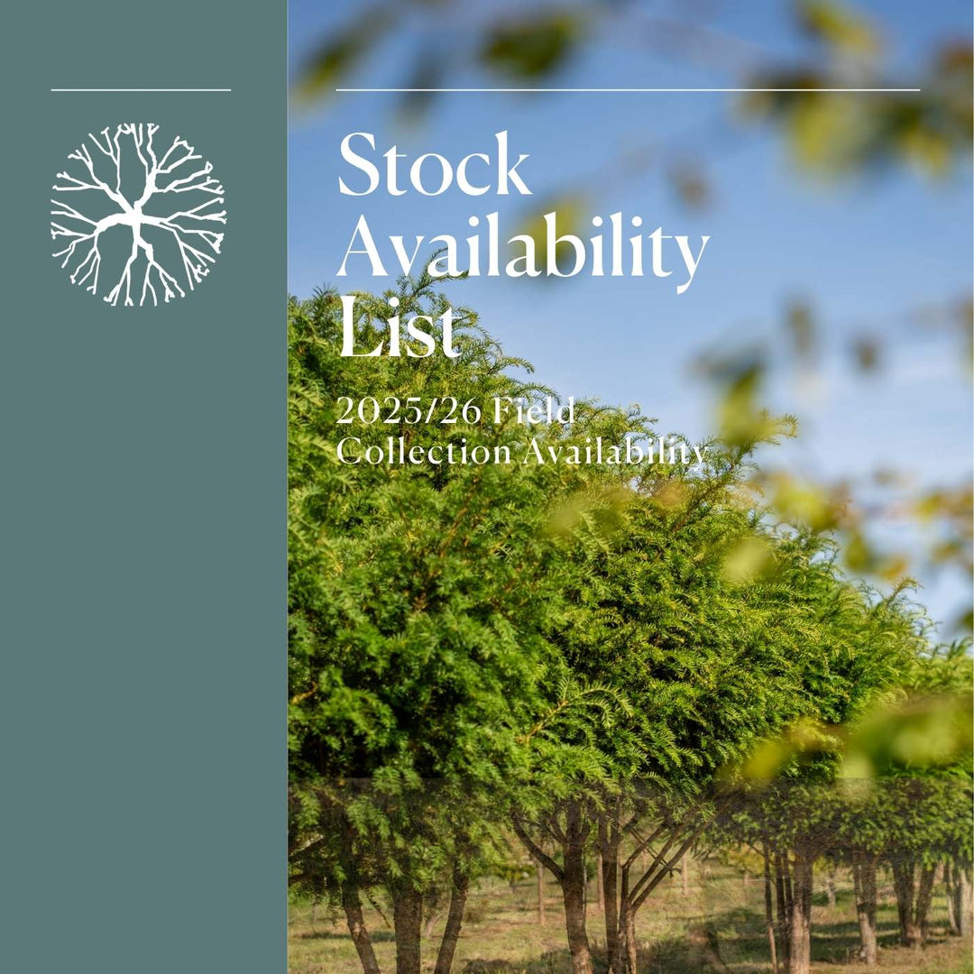 Tanstack Tree List How to Properly Stake a Newly Planted Tree – New Wood Trees