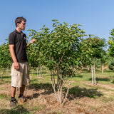 Syringa 'Andenken an Ludwig Spath' NWT Products 25 26 0002