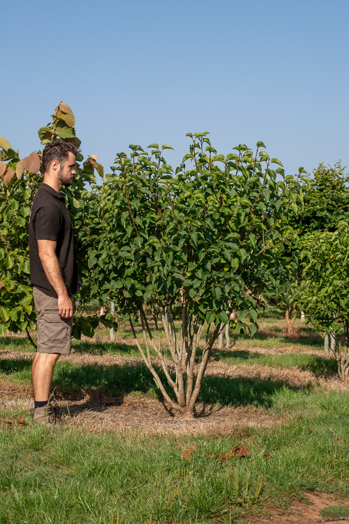 Syringa ‘Andenken an Ludwig Spath’ NWT Products 25 26 0004