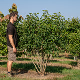 Syringa ‘Andenken an Ludwig Spath’ NWT Products 25 26 0004