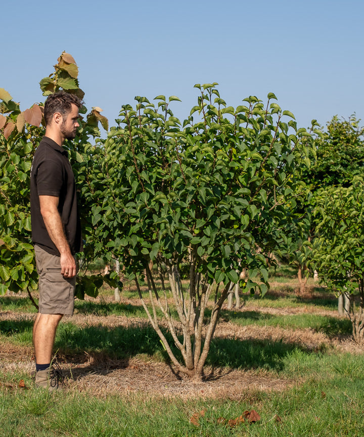 Syringa ‘Andenken an Ludwig Spath’ NWT Products 25 26 0004