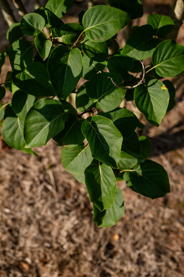Syringa ‘Andenken an Ludwig Spath’ NWT Products 25 26 0006