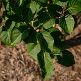 Syringa ‘Andenken an Ludwig Spath’ NWT Products 25 26 0006