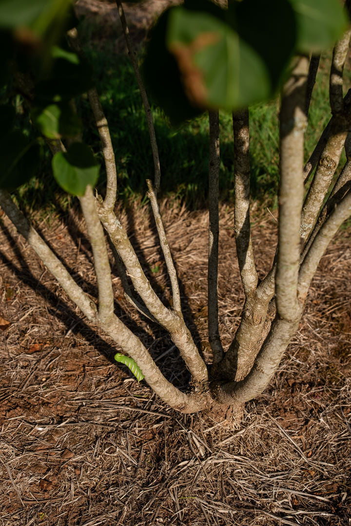 Syringa ‘Andenken an Ludwig Spath’ NWT Products 25 26 0008