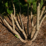 Syringa ‘Andenken an Ludwig Spath’ NWT Products 25 26 0008