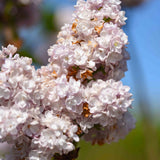Syringa vulgaris Schone van Moskau 2 scaled