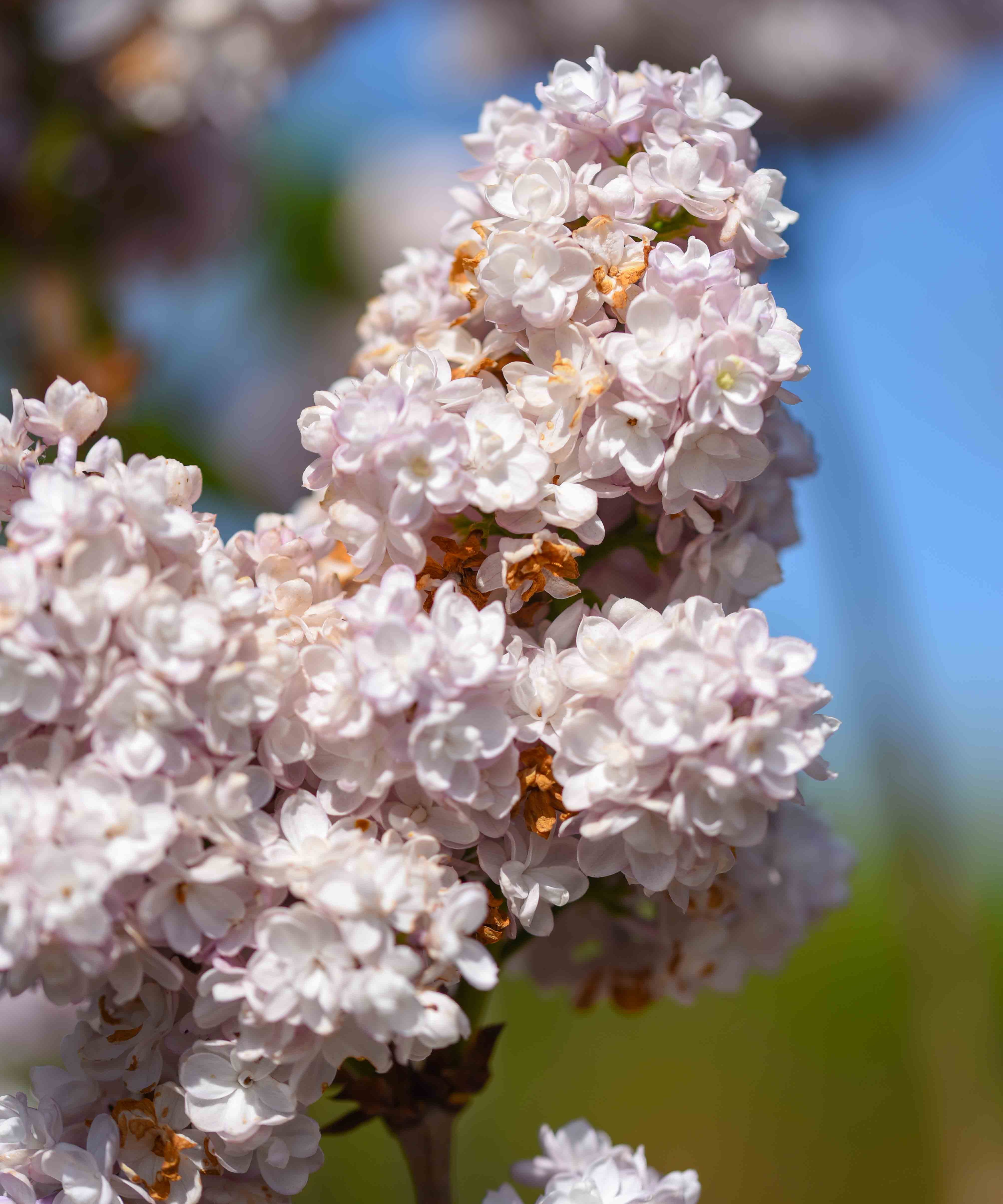 Syringa vulgaris Schone van Moskau 2 scaled