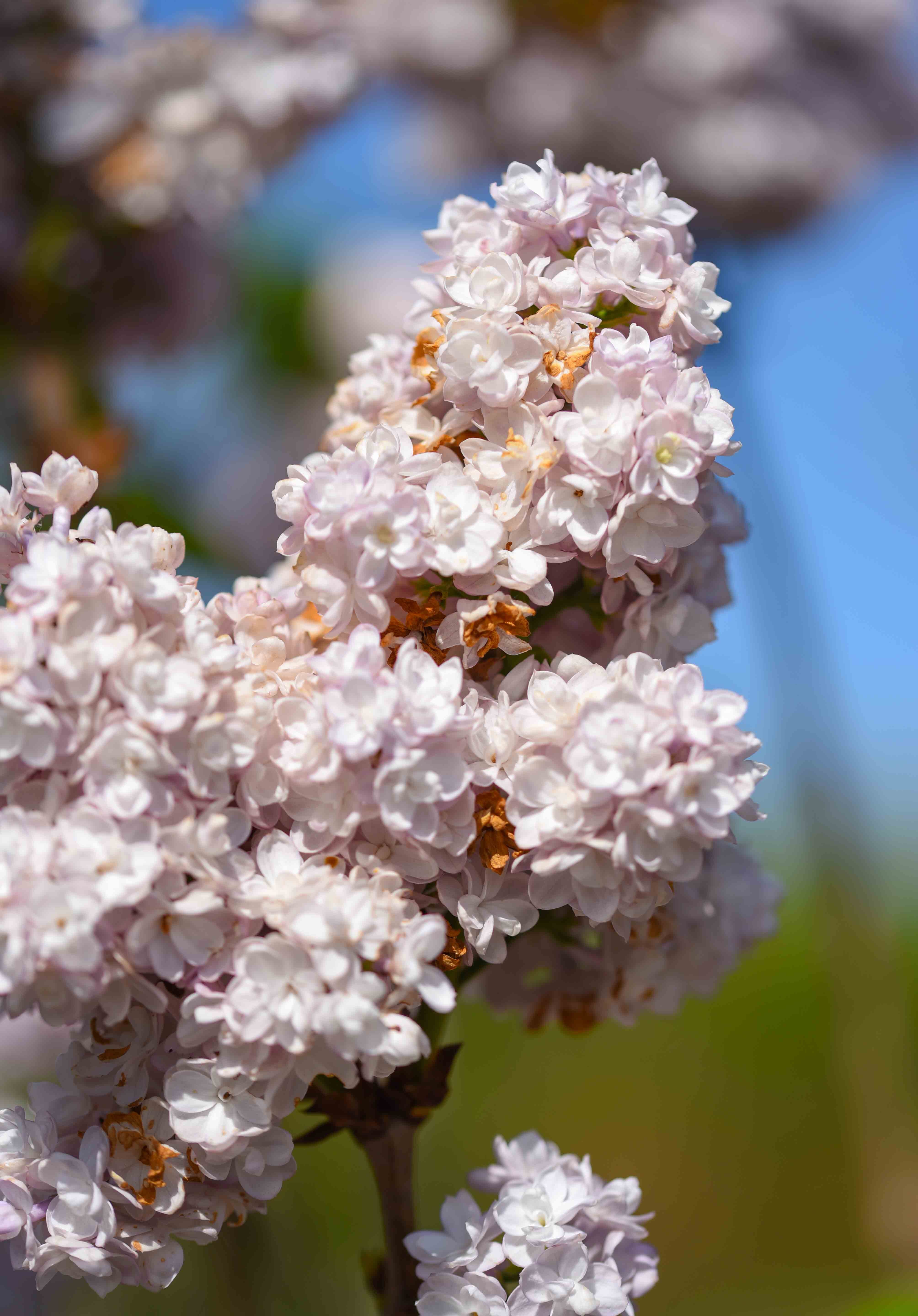 Syringa vulgaris Schone van Moskau 2 scaled