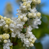 Syringa vulgaris ‘Madame Lemoine scaled