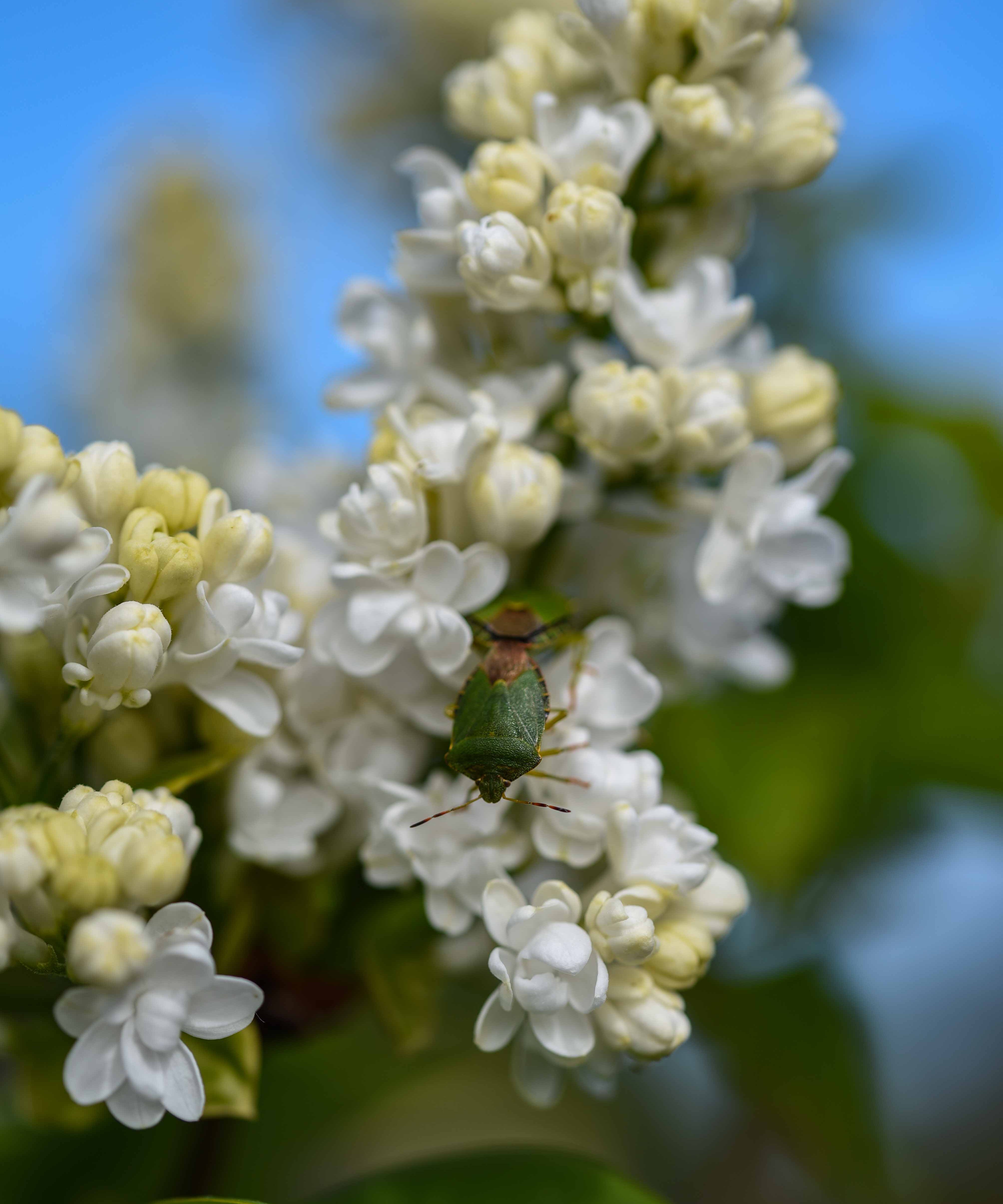 Syringa vulgaris ‘Madame Lemoine scaled