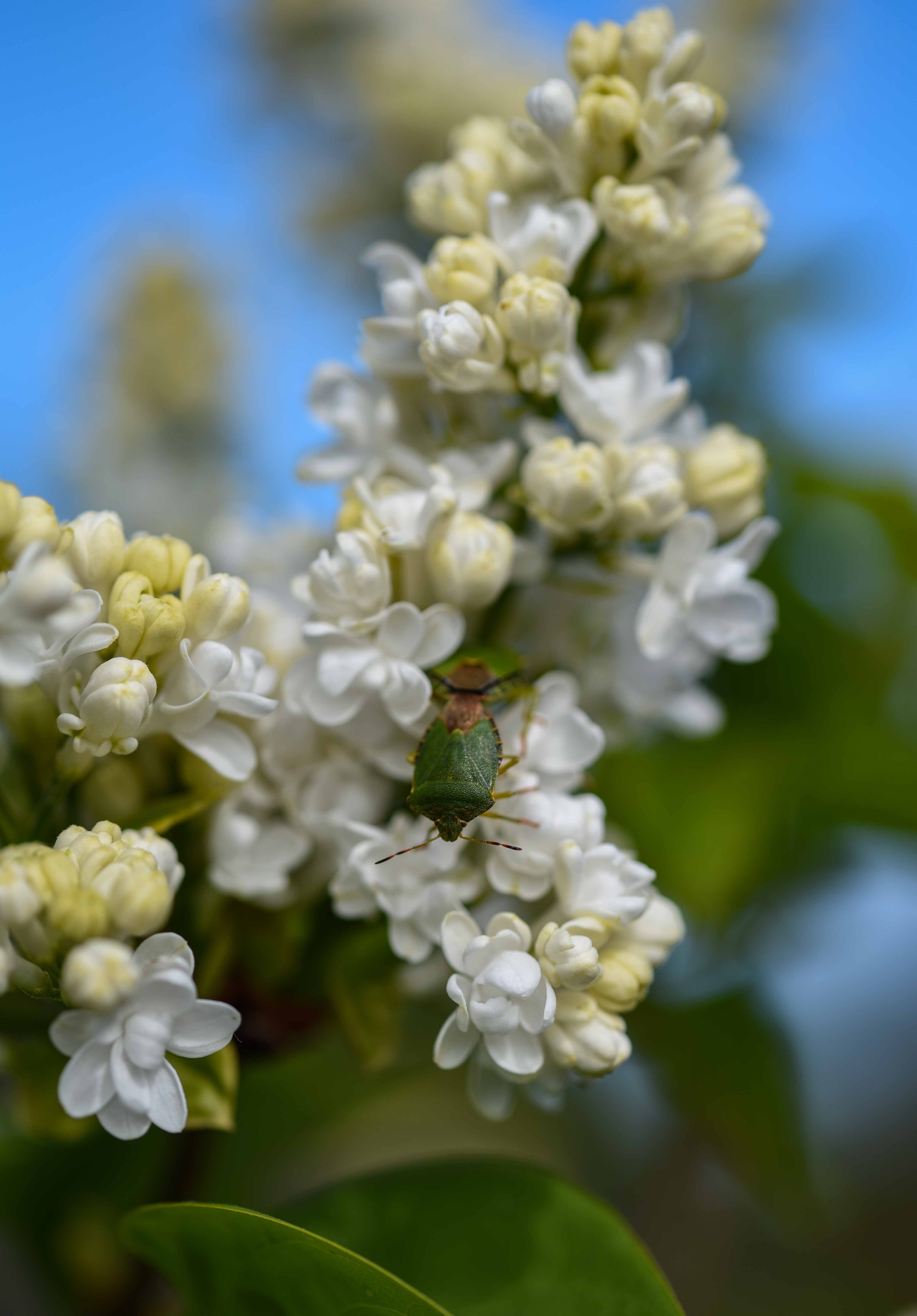 Syringa vulgaris ‘Madame Lemoine scaled