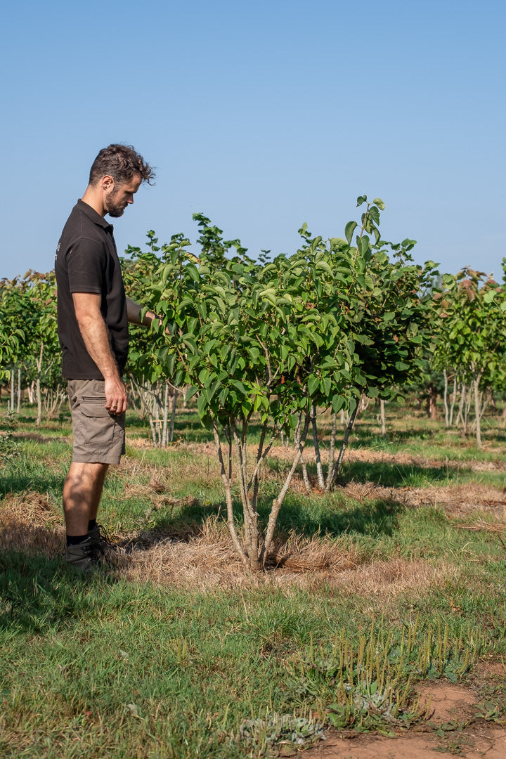 Syringa vulgarus ‘Madame Lemoine’ NWT Products 25 26 0006
