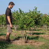 Syringa vulgarus ‘Madame Lemoine’ NWT Products 25 26 0006